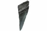 Partial Fossil Megalodon Tooth - South Carolina #293968-1